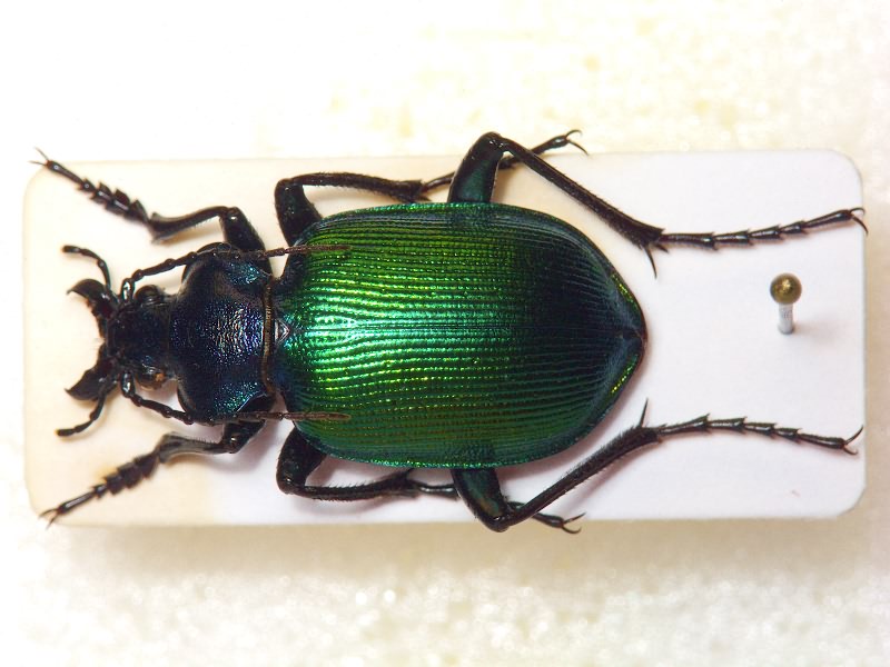 Calosoma sycophanta (Linnaeus, 1758)